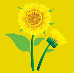Sunflower with leaves on yellow background