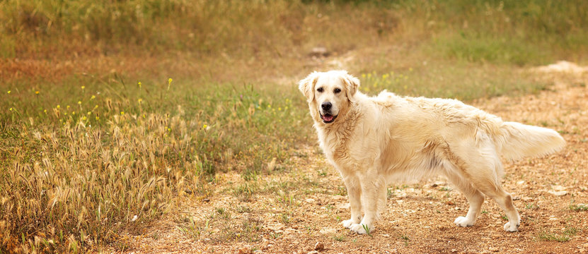 Beauty Golden retriever dog outside in field, open mouth, looking forward, free space for text