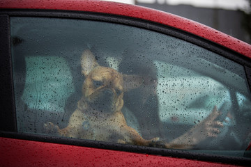 driver girl and her french bulldog puppy drive off in the rain on a red car