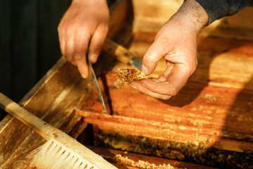 Fototapeta na wymiar Beekeeper at work. Inspection by a beekeeper of a beehive with bees. Close up of beekeeper's hands. Using a beekeeping tool to pick up honey comb in wooden frame.