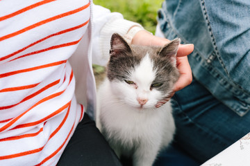 Woman's hand strokes the cat and he squints