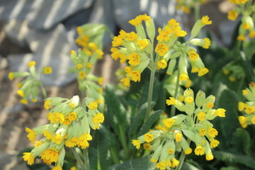   Yellow "Cowslip Primrose" (or Cowslip, Common Cowslip) flowers and buds in St. Gallen, Switzerland. Its scientific name is Primula Veris (Syn. Primula Officinalis), native to Europe and Asia.