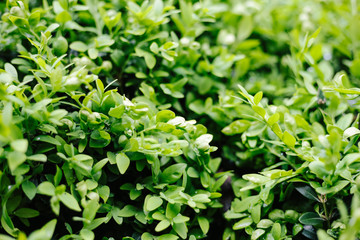 Green leaves on bush	closeup background textured