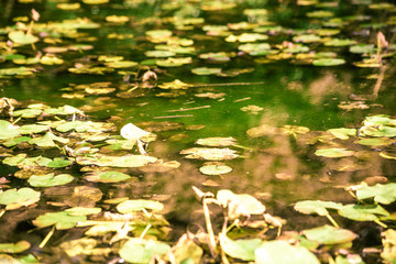 Obraz na płótnie Canvas A overgrown pond is with green water lilies is close