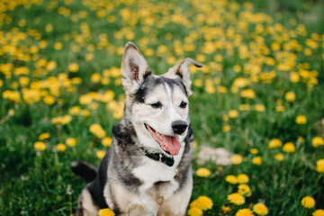 Happy black dog in a flowering meadow, yellow colors.