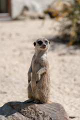 meerkat on the lookout