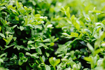 Fototapeta na wymiar Green leaves on bush closeup background textured