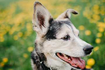 Happy black dog in a flowering meadow, yellow colors.