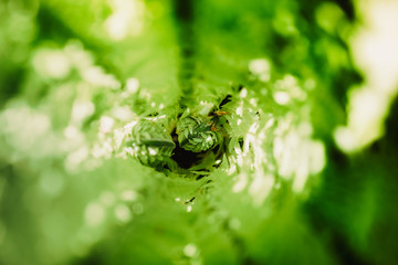 Young sprout of a fern close-up.