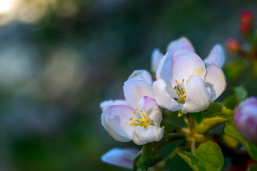 Blooming flowers of apple trees in spring green fruit garden, growing healthy organic food