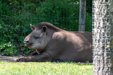 tapir in the zoo