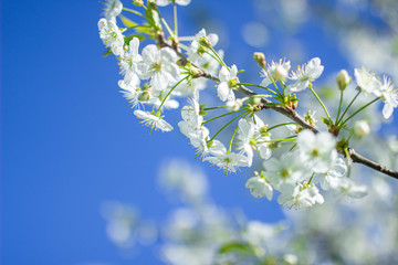 blooming cherries against the sky, gentle nature