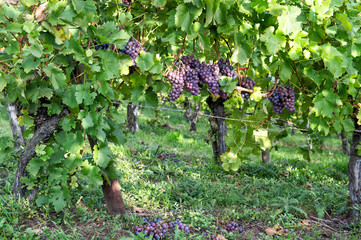 Red grapes with green yellow leaves vine