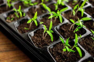 Young green tomato seedling in seedling tray, close up, plants in plastic cells, organic gardening