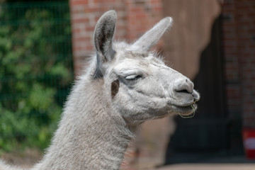 close up of a white llama