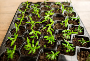 Young green tomato seedling in seedling tray, close up, plants in plastic cells, organic gardening