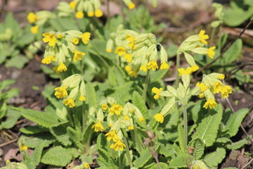   Yellow "Cowslip Primrose" (or Cowslip, Common Cowslip) flowers and buds in St. Gallen, Switzerland. Its scientific name is Primula Veris (Syn. Primula Officinalis), native to Europe and Asia.