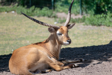 Naklejka na ściany i meble singel impala in the zoo