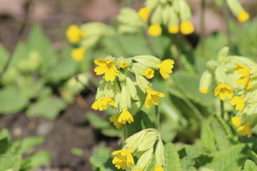   Yellow "Cowslip Primrose" (or Cowslip, Common Cowslip) flowers and buds in St. Gallen, Switzerland. Its scientific name is Primula Veris (Syn. Primula Officinalis), native to Europe and Asia.