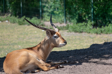singel impala in the zoo