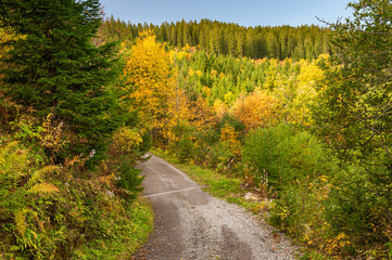 Fototapeta na wymiar Coloured autumn forest and a narrow road in the Alps. Beautiful views of the scenic mountain natural trails in Stoos, Central Switzerland.