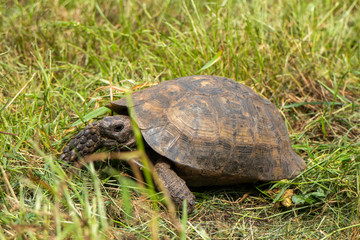 Galician turtle walking on the grass
