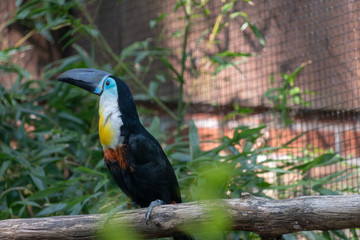 two yolk toucans in portrait