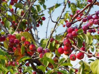 Harvest apples. A lot of red apples on the tree. Chinese apple tree.