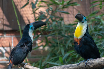 two yolk toucans in portrait