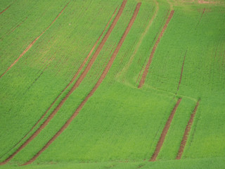 Getreideanbau im Frühjahr