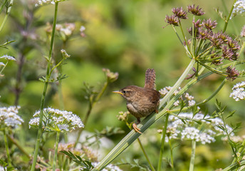 winter wren cheers spring!
