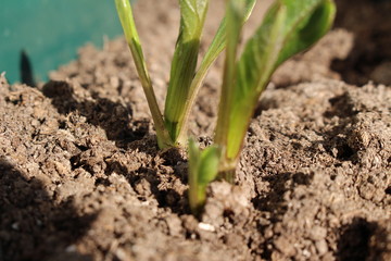 Decorative dahlia seeds freshly sprout in the fertilized soil in April