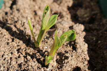Decorative dahlia seeds freshly sprout in the fertilized soil in April