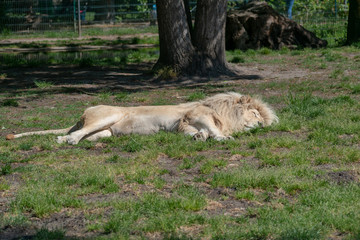 lion sleeping in the grass