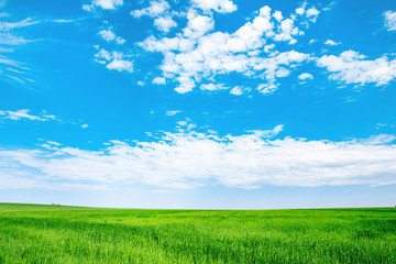 Meadow field wheat hill with white clouds and blue sky. Panoramic landscape