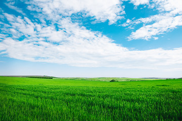 Meadow field wheat hill with white clouds and blue sky. Panoramic landscape