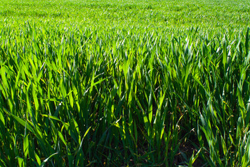 Obraz premium green wheat field close-up. Wheat. Green lawn. corn. sprouts. the sun. vivid green grass landscape field