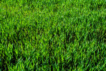 light green wheat field close-up. Wheat. Green lawn. corn. sprouts. the sun. vivid green grass landscape field