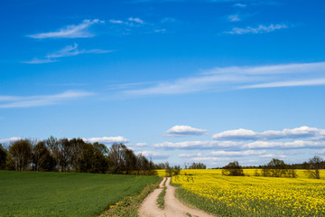 Beautiful rape field with forest in the distance with a blue sky with clouds. The road in the middle. Magic rapeseed fields in May, cultivation - rapeseed, rapeseed oil, Belarus