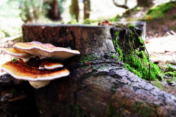 Fototapeta premium Champignons sur souche