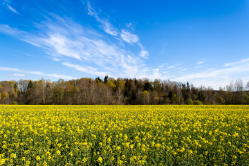 A beautiful rape field with a forest in the middle in the country with a blue sky with clouds. Magic rapeseed fields in May, cultivation - rapeseed, rapeseed oil, Belarus