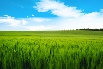 Fototapeta premium Łąka pole pszenicy wzgórze z białymi chmurami i błękitne niebo. Panoramiczny krajobraz