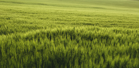 
Beautiful field of green wheat. Agricultural and landscape concept.