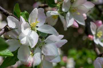 Fototapeta na wymiar Flowering season of apple and cherry
