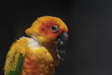 single sun parakeet in close-up