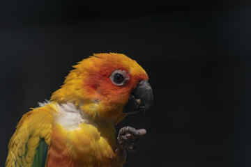 single sun parakeet in close-up