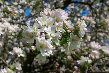 Flowering season of apple and cherry