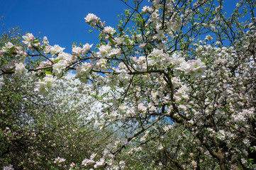 Fototapeta premium Flowering season of apple and cherry