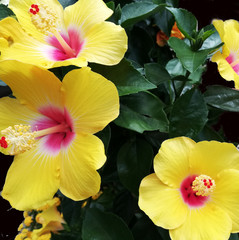 Hibiskus © linarosa