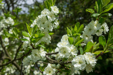 Flowering season of apple and cherry